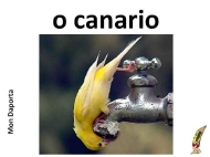 O canario